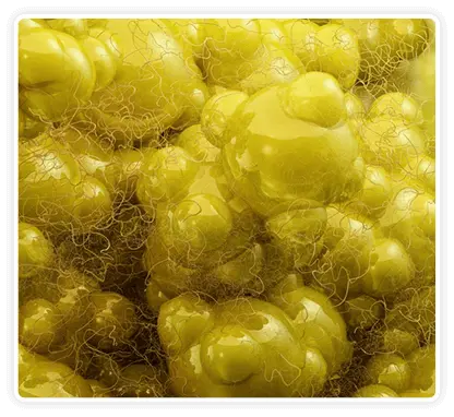 CitrusBurn metabolism booster